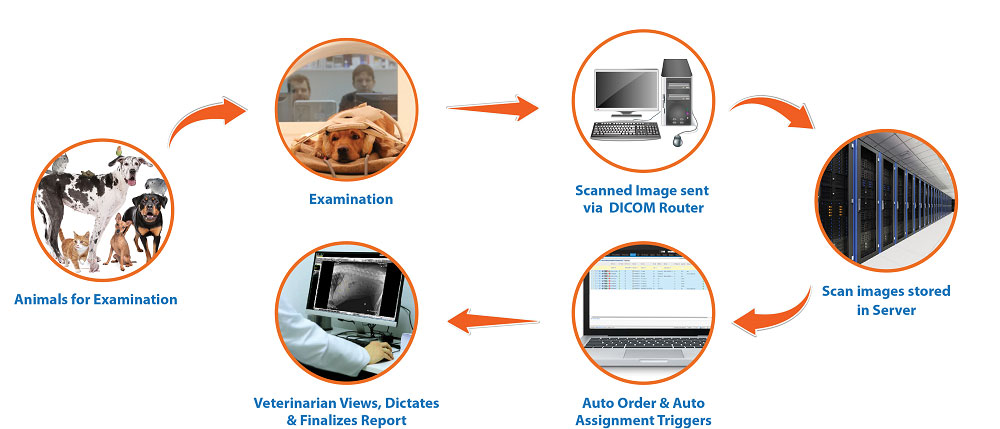 Vetspa Workflow